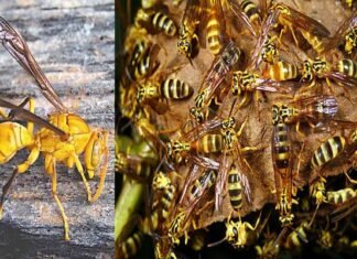उत्तराखंड : आंगन में खेल रहे दो सगे भाइयों पर ततैया के झुंड ने किया हमला, एक की मौत A swarm of wasps attacked