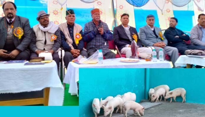 Pigry-farming-in-Satpuli Pigry farming in Satpuli