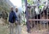 पौड़ी : पिंजरे में कैद हुआ आदमखोर गुलदार, 5 साल के मासूम को बनाया था निवाला guldar caught in cage