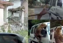 तेंदुए ने सड़कों पर मचाया आतंक, 13 लोगों को हमला कर किया घायल, चलती वैन पर भी किया अटैक