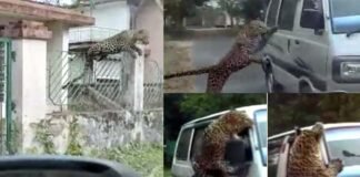 तेंदुए ने सड़कों पर मचाया आतंक, 13 लोगों को हमला कर किया घायल, चलती वैन पर भी किया अटैक
