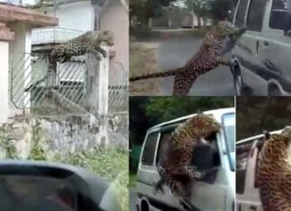 तेंदुए ने सड़कों पर मचाया आतंक, 13 लोगों को हमला कर किया घायल, चलती वैन पर भी किया अटैक