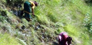 दुखद हादसा: घास लेने गई महिला की चट्टान से गिरकर मौत grass cutting lady
