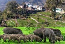 पौड़ी गढ़वाल: जंगली सुअरों ने तहस-नहस की आलू की खेती, मुश्किल में कास्तकार Wild boar destroyed potato cultivation in Pauri Garhwal