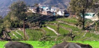 पौड़ी गढ़वाल: जंगली सुअरों ने तहस-नहस की आलू की खेती, मुश्किल में कास्तकार Wild boar destroyed potato cultivation in Pauri Garhwal