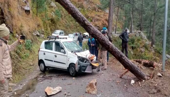 pine tree fell on car