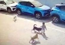 दुखद: 4 साल के बच्चे को आवारा कुत्तों ने नोंच-नोंच कर मार डाला, देश को झकझोर गई घटना 4-year-old boy mauled to death by dogs