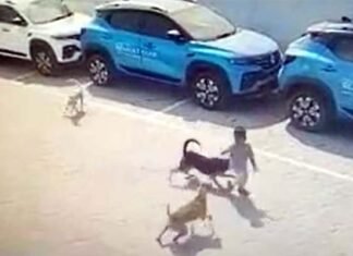 दुखद: 4 साल के बच्चे को आवारा कुत्तों ने नोंच-नोंच कर मार डाला, देश को झकझोर गई घटना 4-year-old boy mauled to death by dogs