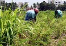 कैसे होगी किसानों की आय दोगुनी? How will the income of the farmers be doubled?