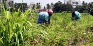 कैसे होगी किसानों की आय दोगुनी? How will the income of the farmers be doubled?
