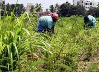 कैसे होगी किसानों की आय दोगुनी? How will the income of the farmers be doubled?