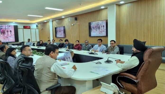 Pirul-Collection Pirul Collection