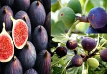 बेडू से सुधरेगी किसानों की आर्थिकी, पहाड़ी फल से तैयार होगी उम्दा किस्म की वाइन Bedu will improve the economy of farmers