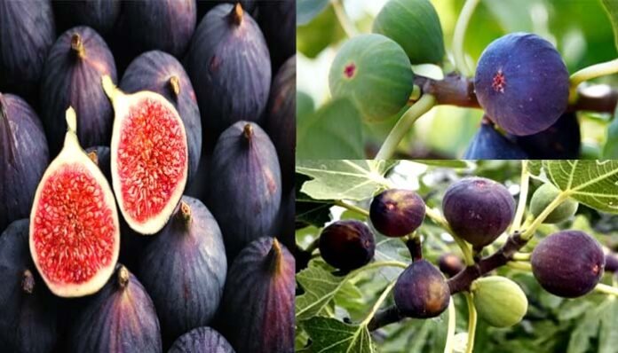 bedu Bedu will improve the economy of farmers