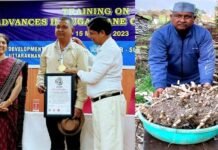 उत्तराखंड के किसान ने जैविक खेती कर हल्दी के एक पौधे से 25 किलोग्राम हल्दी पैदाकर वर्ल्ड ग्रेटेस्ट रिकॉर्ड में किया नाम दर्ज 25 kg of turmeric from one turmeric plant