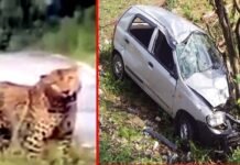 उत्तराखंड : चलती कार के सामने अचानक आया गुलदार, अनियंत्रित होकर खाई में गिरी कार, चालक समेत तीन लोग घायल Guldar came in front of car