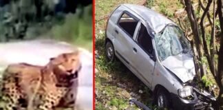 उत्तराखंड : चलती कार के सामने अचानक आया गुलदार, अनियंत्रित होकर खाई में गिरी कार, चालक समेत तीन लोग घायल Guldar came in front of car