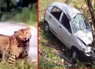 उत्तराखंड : चलती कार के सामने अचानक आया गुलदार, अनियंत्रित होकर खाई में गिरी कार, चालक समेत तीन लोग घायल Guldar came in front of car