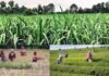 उत्तराखंड : प्रत्येक ब्लॉक में होगी संयुक्त सहकारी खेती, सभी 95 विकासखण्डों में खुलेंगे जन सुविधा केन्द्र एवं जन औषधि केन्द्र Joint cooperative farming will be done in every block of Uttarakhand