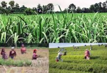 उत्तराखंड : प्रत्येक ब्लॉक में होगी संयुक्त सहकारी खेती, सभी 95 विकासखण्डों में खुलेंगे जन सुविधा केन्द्र एवं जन औषधि केन्द्र Joint cooperative farming will be done in every block of Uttarakhand