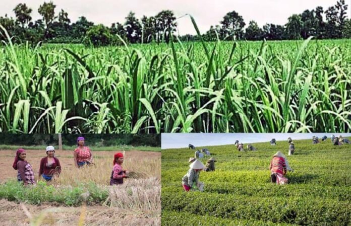 Joint cooperative farming will be done in every block of Uttarakhand