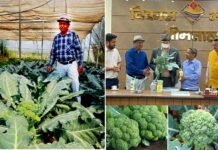 उत्तराखंड के किसान का जज्बा, जाड़ों में उगाई जाने वाली ब्रोकली को उगा रहा है 37°c तापमान वाली गर्मी में, जैविक पद्धति से की जा रही है तैयार Broccoli