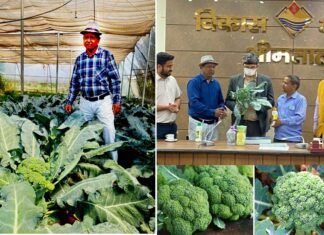 उत्तराखंड के किसान का जज्बा, जाड़ों में उगाई जाने वाली ब्रोकली को उगा रहा है 37°c तापमान वाली गर्मी में, जैविक पद्धति से की जा रही है तैयार Broccoli