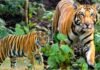 उत्तराखंड: बाघ के आतंक को देखते हुए के पौड़ी के इन 14 गांवो में लगा कर्फ्यू, स्कूल और आंगनबाड़ी केंद्र रहेंगे बंद Curfew imposed in 14 villages of Pauri in view of tiger terror