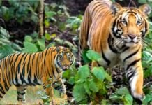 उत्तराखंड: बाघ के आतंक को देखते हुए के पौड़ी के इन 14 गांवो में लगा कर्फ्यू, स्कूल और आंगनबाड़ी केंद्र रहेंगे बंद Curfew imposed in 14 villages of Pauri in view of tiger terror