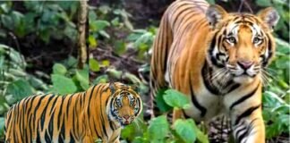 उत्तराखंड: बाघ के आतंक को देखते हुए के पौड़ी के इन 14 गांवो में लगा कर्फ्यू, स्कूल और आंगनबाड़ी केंद्र रहेंगे बंद Curfew imposed in 14 villages of Pauri in view of tiger terror