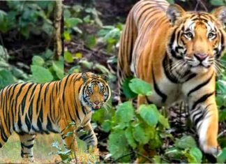 उत्तराखंड: बाघ के आतंक को देखते हुए के पौड़ी के इन 14 गांवो में लगा कर्फ्यू, स्कूल और आंगनबाड़ी केंद्र रहेंगे बंद Curfew imposed in 14 villages of Pauri in view of tiger terror