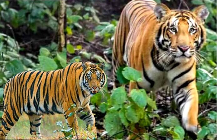 Curfew imposed in 14 villages of Pauri in view of tiger terror