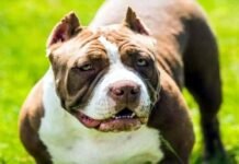 ग्रेटर नोएडा में पिटबुल ने हमला कर दो नाबालिग भाईयों को किया लहूलुहान, शोर मचाने पर भी नहीं छोड़ा Pitbull attacked two minor brothers in Greater Noida