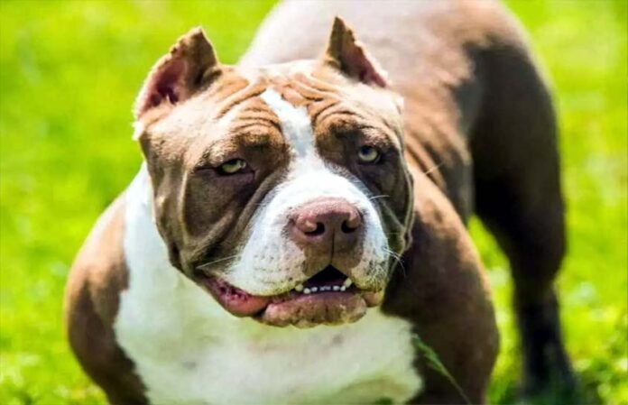 Pitbull attacked two minor brothers in Greater Noida