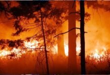 दुखद: दोस्त की शादी में शामिल होने दिल्ली से गांव आए दो युवक जंगल की आग में जिंदा जले, दोनों की दर्दनाक मौत Two youths burnt alive in forest fire