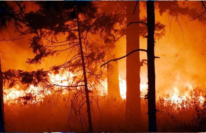 Two youths burnt alive in forest fire