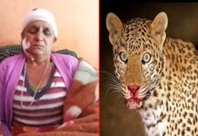 गुलदार ने बुजुर्ग महिला पर हमला कर किया घायल guldar-attack-women