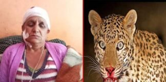 गुलदार ने बुजुर्ग महिला पर हमला कर किया घायल guldar-attack-women