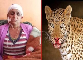 गुलदार ने बुजुर्ग महिला पर हमला कर किया घायल guldar-attack-women