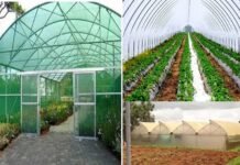 उत्तराखंड: 18 हजार पॉलीहाउस की स्थापना हेतु 280 करोड़ रुपये की स्वीकृति, करीब 1 लाख लोगों को मिलेगा रोजगार polyhouses in Uttarakhand