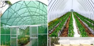 उत्तराखंड: 18 हजार पॉलीहाउस की स्थापना हेतु 280 करोड़ रुपये की स्वीकृति, करीब 1 लाख लोगों को मिलेगा रोजगार polyhouses in Uttarakhand