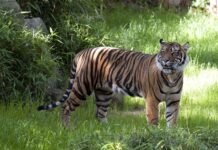 नैनीडांडा व रिखणीखाल ब्लॉक में बाघ का आतंक, विकास तो दूर की बात, पहले जंगली जानवरों से जनता की जान की सुरक्षा करें: लाल सिंह बिष्ट tiger killed old man