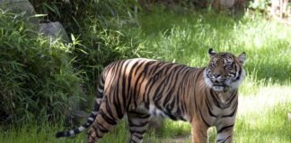 पौड़ी गढ़वाल: खेत में काम कर रहे बुजुर्ग को बाघ ने मार डाला, झाड़ियों में मिला शव tiger killed old man