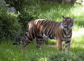 नैनीडांडा व रिखणीखाल ब्लॉक में बाघ का आतंक, विकास तो दूर की बात, पहले जंगली जानवरों से जनता की जान की सुरक्षा करें: लाल सिंह बिष्ट tiger killed old man
