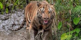 पौड़ी गढ़वाल: यहाँ मवेशियों के लिए चारा लेने गई महिला को बाघ ने बनाया निवाला, लोगों में दहशत garhwatiger-kills-man-in-pauri-garhwall