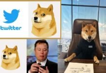 एलन मस्क ने Twitter LOGO में नीली चिड़िया की जगह कुत्ते को क्यों बदला, जानें कौन है यह कुत्ता और क्यों इसे इतना प्रमोट कर रहे हैं मस्क twitter-logo-doge