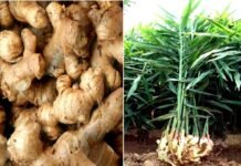 बीज खरीद में फर्जीवाड़े के कारण उत्तराखंड नहीं बन पा रहा है अदरक बीज उत्पादन में आत्मनिर्भर! : डॉ. कुकसाल Ginger Seed Production