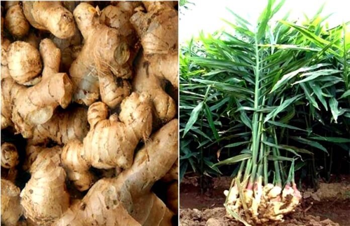 Ginger Seed Production