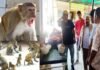 पौड़ी में बंदरों के हमले से बचने के चक्कर में छत से गिरी महिला Woman fell from terrace due to fear of monkey