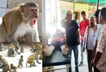 पौड़ी में बंदरों के हमले से बचने के चक्कर में छत से गिरी महिला Woman fell from terrace due to fear of monkey
